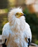 Egyptian Vulture.jpg