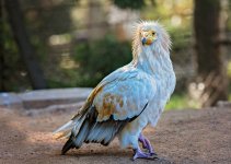 Egyptian Vulture II.jpg