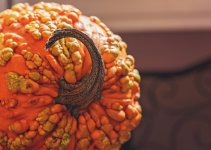 #1 Punkin'.jpg