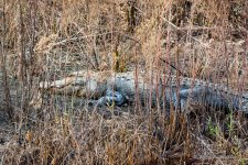 D73_0067-2.jpg