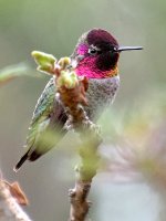 Hummer3.jpg