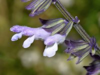 Salvia.jpg