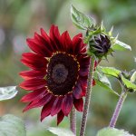 Sunflower.jpg