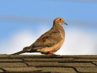 Dove.jpg