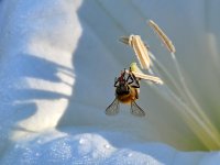 Bee.jpg