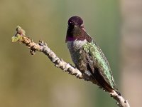 Hummer.jpg