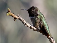 Hummer2.jpg