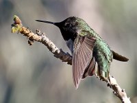 Hummer5.jpg