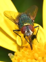 Fly.jpg