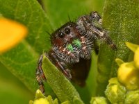 Spider.jpg