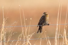 RWBB Fence-100.jpg