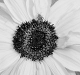 Bee with flower.jpg
