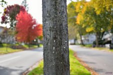 DSC_0272 nxd.jpg