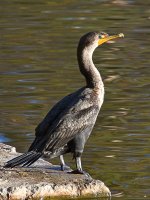 Cormorrant.jpg