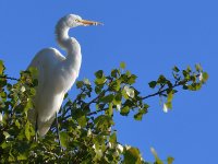 Egret2.jpg
