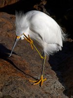 Egret6.jpg