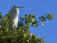 Egret.jpg