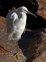 Egret7.jpg
