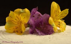 Purple and Yellow Flowers 11-3-2016.jpg