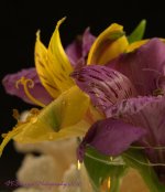 Purple and Yellow Flowers #3 11-3-2016.jpg