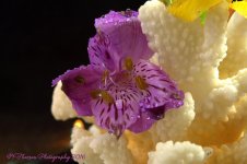Purple Flower #2 11-3-2016.jpg