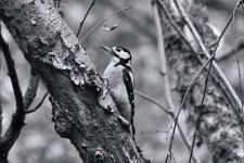 DSC_7099B&W.jpg