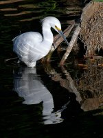 Egret5.jpg