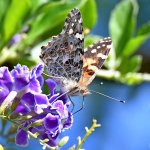 PaintedLady3.jpg