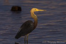 DSC_6933.jpg