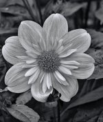 DSC_6239 copyB&W.jpg