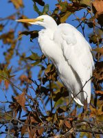 Egret.jpg