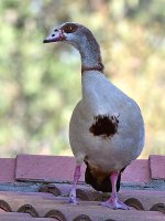 Goose.jpg
