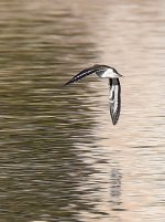 Sandpiper.jpg