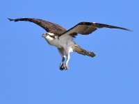 Osprey14.jpg