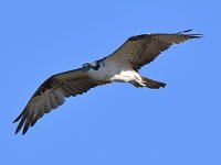 Osprey10.jpg