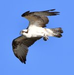 Osprey11.jpg