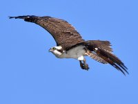 Osprey13.jpg