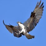 Osprey19.jpg