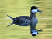 RuddyDuck.jpg