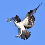 Osprey15.jpg