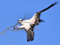 Osprey18.jpg