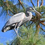 BlueHeron2.jpg