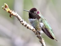 Hummer20.jpg