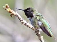 Hummer19.jpg
