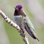 Hummer16.jpg