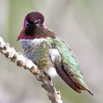 Hummer22.jpg