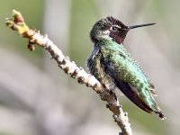 Hummer24.jpg