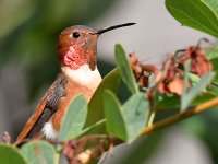 Hummer25.jpg