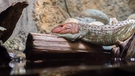 Knoxville Zoo--2.jpg