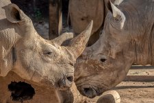 Knoxville Zoo--4.jpg